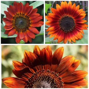 Velvet Queen Sunflower Seeds For Planting (Helianthus annuus)