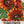 Velvet Queen Sunflower Seeds For Planting (Helianthus annuus)