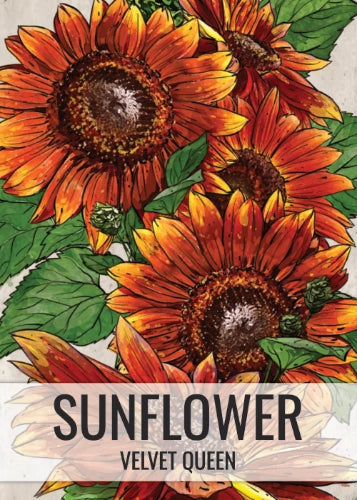 Velvet Queen Sunflower Seeds For Planting (Helianthus annuus)