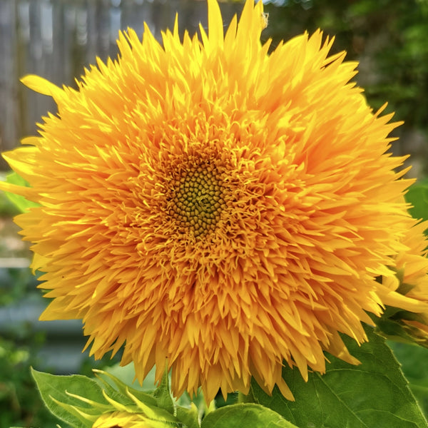Tall Sungold Sunflower Seeds For Planting (Helianthus annuus)