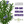 Rosemary Herb Seeds For Planting (Rosemarinus officinalis)