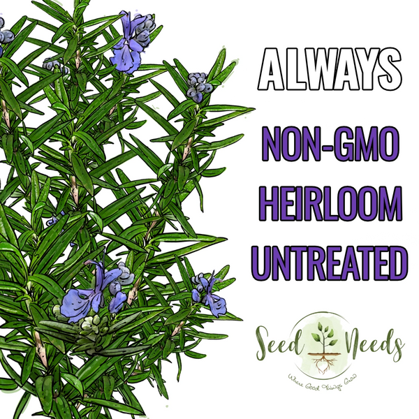 Rosemary Herb Seeds For Planting (Rosemarinus officinalis)