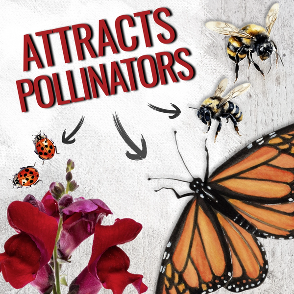 Snapdragon Seeds For Planting Tetra Blend (Antirrhinum majus)