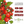 Tiny Tim Tomato Seeds For Planting (Lycopersicon esculentum)