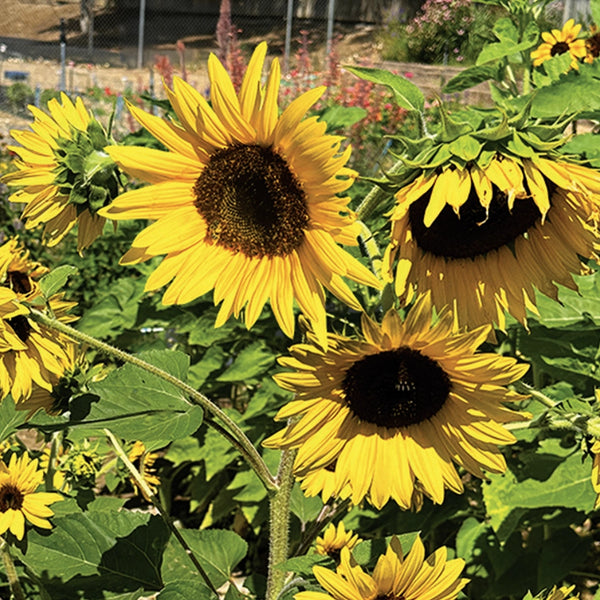 Incredible Dwarf Sunflower Seeds For Planting (Helianthus annuus)