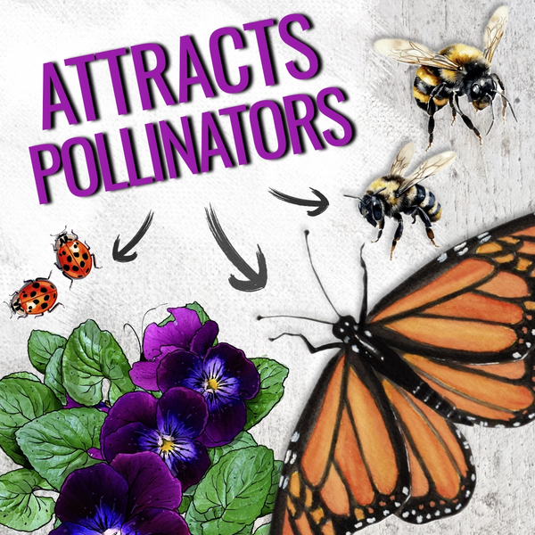 King Henry Viola Seeds For Planting (Viola cornuta)