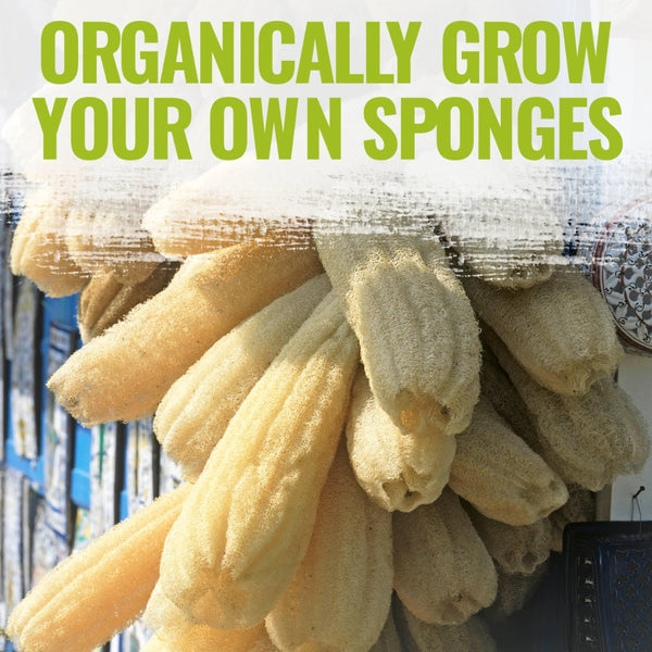 Luffa Gourd Seeds For Planting (Luffa aegyptiaca)