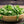 Arugula Herb Seeds For Planting (Eruca sativa)