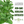 Lemon Balm Herb Seeds For Planting (Melissa officinalis)