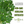 Italian Flat Leaf Parsley Seeds For Planting (Petroselinum crispum)