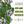 Sweet Marjoram Herb Seeds For Planting (Origanum majorana)