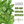 Italian Large Leaf Basil Seeds For Planting (Ocimum basilicum)