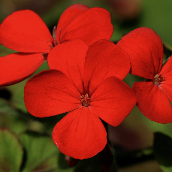 Red Drummond Phlox Seeds For Planting (Phlox Drummondii)