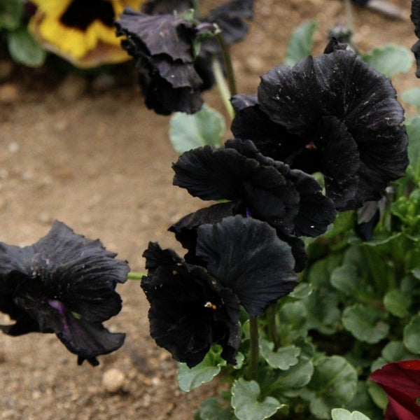 Black Pansy Seeds For Planting "Clear Crystals" (Viola x wittrockiana)