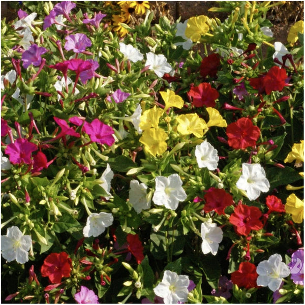 Mixed Four O' Clock Seeds For Planting (Mirabilis jalapa)
