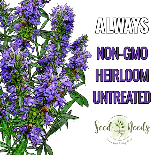 Hyssop Herb Seeds For Planting (Hyssopus officinalis)
