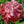 Antique Shades Peony Poppy Seeds For Planting (Papaver paeoniflorum)