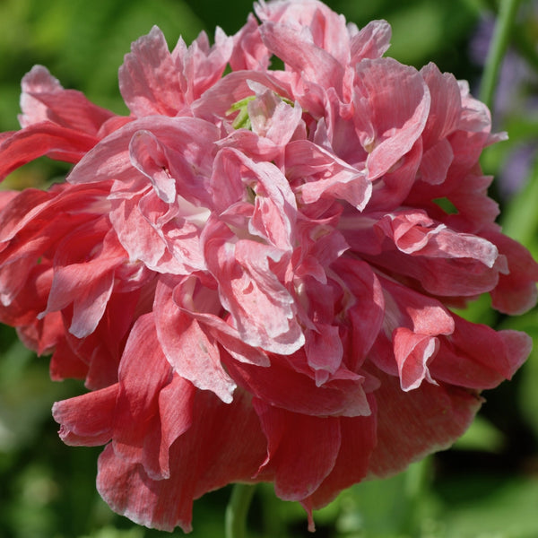 Antique Shades Peony Poppy Seeds For Planting (Papaver paeoniflorum)