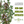 Thyme Herb Seeds For Planting (Thymus vulgaris)