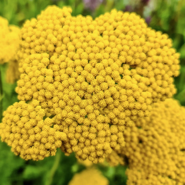 Gold Yarrow Seeds For Planting (Achillea filipendulina)