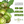 Grande Rio Verde Tomatillo Seeds For Planting (Physalis ixocarpa)