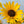 Wild Sunflower Seeds For Planting (Helianthus annuus)