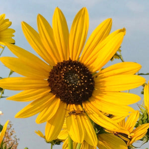 Wild Sunflower Seeds For Planting (Helianthus annuus)