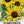 Wild Sunflower Seeds For Planting (Helianthus annuus)