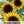 Yellow Pygmy Sunflower Seeds For Planting (Helianthus annuus)