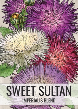 Sweet Sultan, Imperialis Mixture (Amberboa moschata)