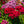 Sweet William Wildflower Seeds For Planting (Dianthus barbatus)