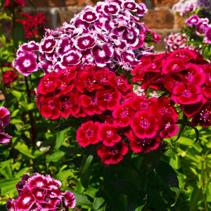 Sweet William Wildflower Seeds For Planting (Dianthus barbatus)
