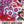 Sweet William Wildflower Seeds For Planting (Dianthus barbatus)