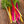 Swiss Chard Seeds For Planting, Rainbow Mixture (Beta vulgaris)
