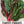 Swiss Chard Seeds For Planting, Rainbow Mixture (Beta vulgaris)