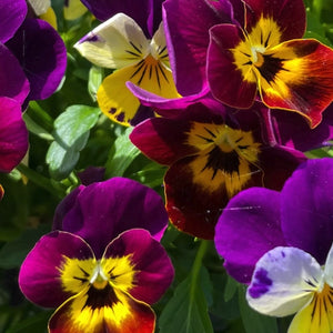 Bambini Viola Seeds For Planting (Viola cornuta)
