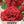 Scarlet Peony Poppy Seeds For Planting (Papaver paeoniflorum)