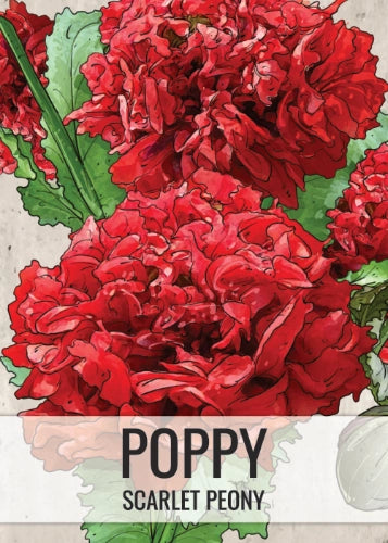 Scarlet Peony Poppy Seeds For Planting (Papaver paeoniflorum)