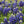 Texas Bluebonnet Seeds For Planting (Lupinus texenis)