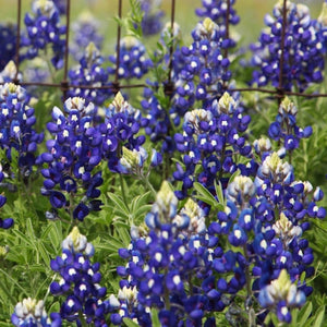 Texas Bluebonnet Seeds For Planting (Lupinus texenis)