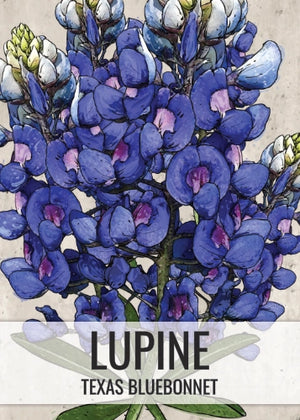 Texas Bluebonnet Seeds For Planting (Lupinus texenis)