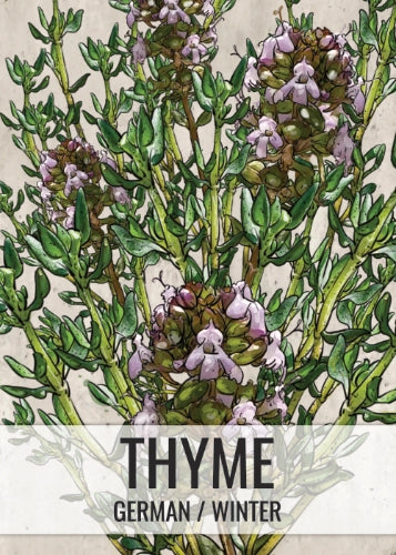 Thyme Herb Seeds For Planting (Thymus vulgaris)