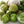 Grande Rio Verde Tomatillo Seeds For Planting (Physalis ixocarpa)