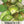 Grande Rio Verde Tomatillo Seeds For Planting (Physalis ixocarpa)