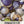 Purple Tomatillo Seeds For Planting (Physalis ixocarpa)