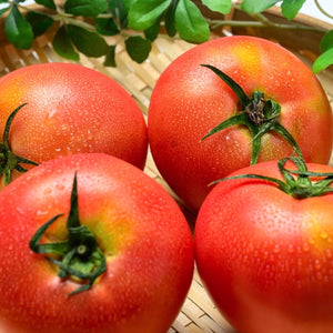 Ace 55 Tomato Seeds For Planting (Solanum lycopersicum)