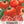 Ace 55 Tomato Seeds For Planting (Solanum lycopersicum)