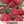 Beefsteak Tomato Seeds For Planting (Lycopersicon esculentum)