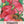 Pink Brandywine Tomato Seeds For Planting (Lycopersicon esculentum)