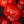 Red Brandywine Tomato Seeds For Planting (Solanum lycopersicum)